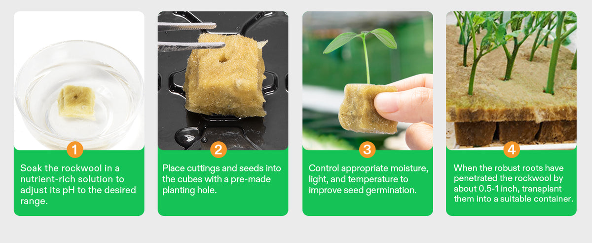 A four-step illustrated guide on growing seeds in rockwool cubes, with numbered panels, small photos, and green text boxes explaining soaking, planting, watering, and transplanting.