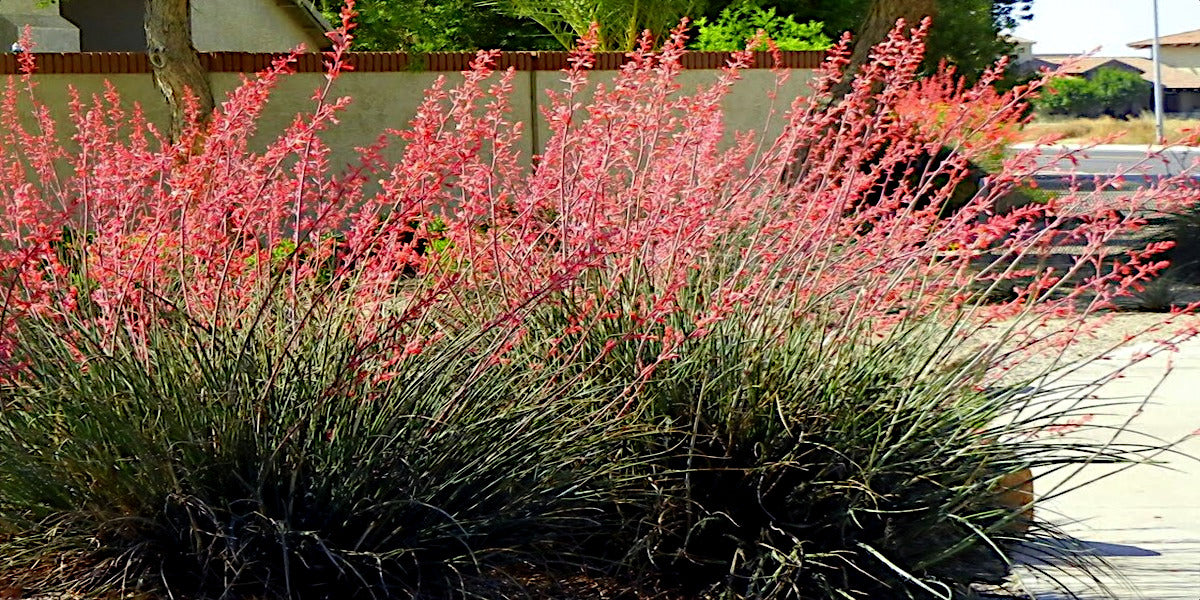 Garden scene with pink flowering Red Yucca plants and a building in the background