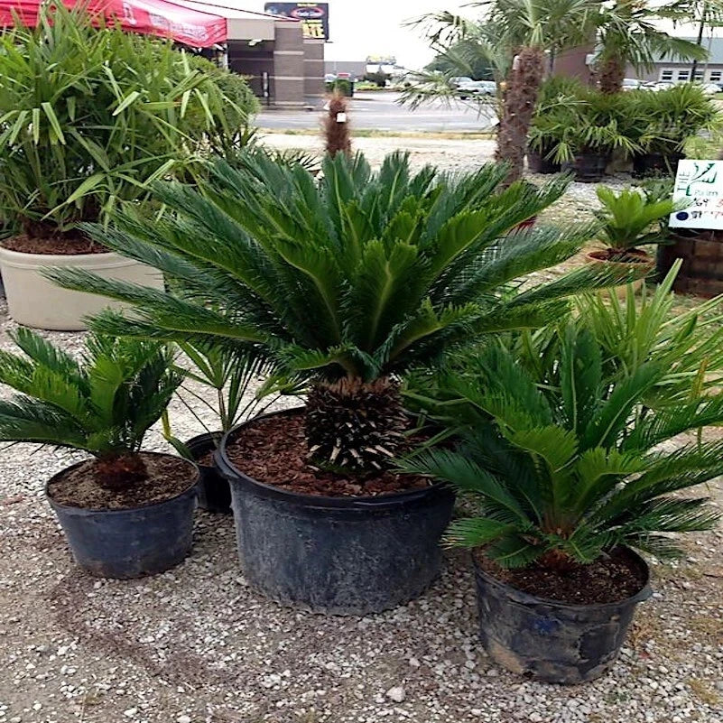 Potted Sago palm cycas plants in a garden setting with a building in the background