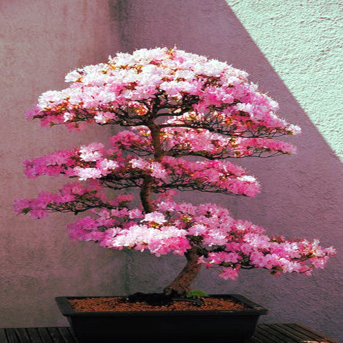 Japanese Sakura cherry bonsai tree with pink flower blossoms and stucco background. (Prunus sargentii)
