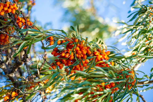 Orange Sea Buckthorn berries on a branch with a blurred blue sky background