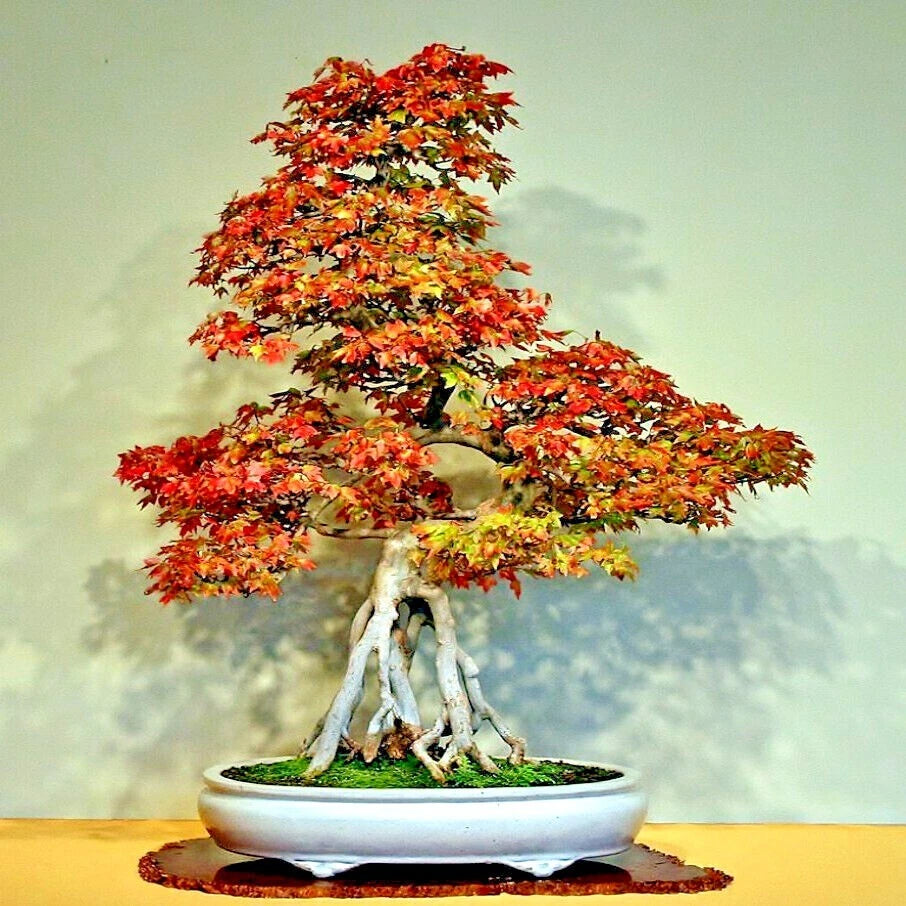 Trident Maple Bonsai tree with autumn-colored leaves in a white pot on a light background