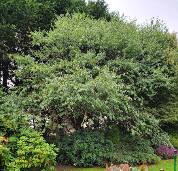 Large Tibetan Cherry tree with a dense canopy in a garden setting