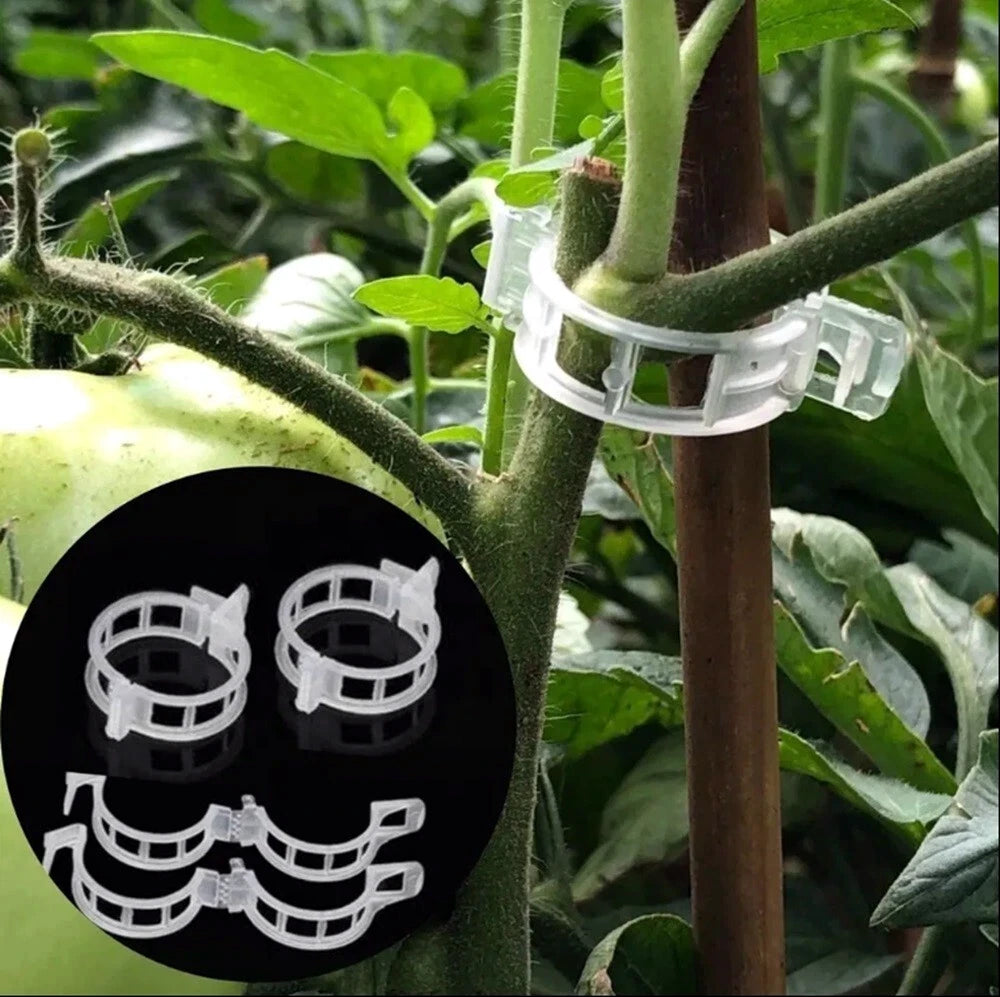 Clear plastic plant trellis support clips on a tomato plant with inset showing clip design.