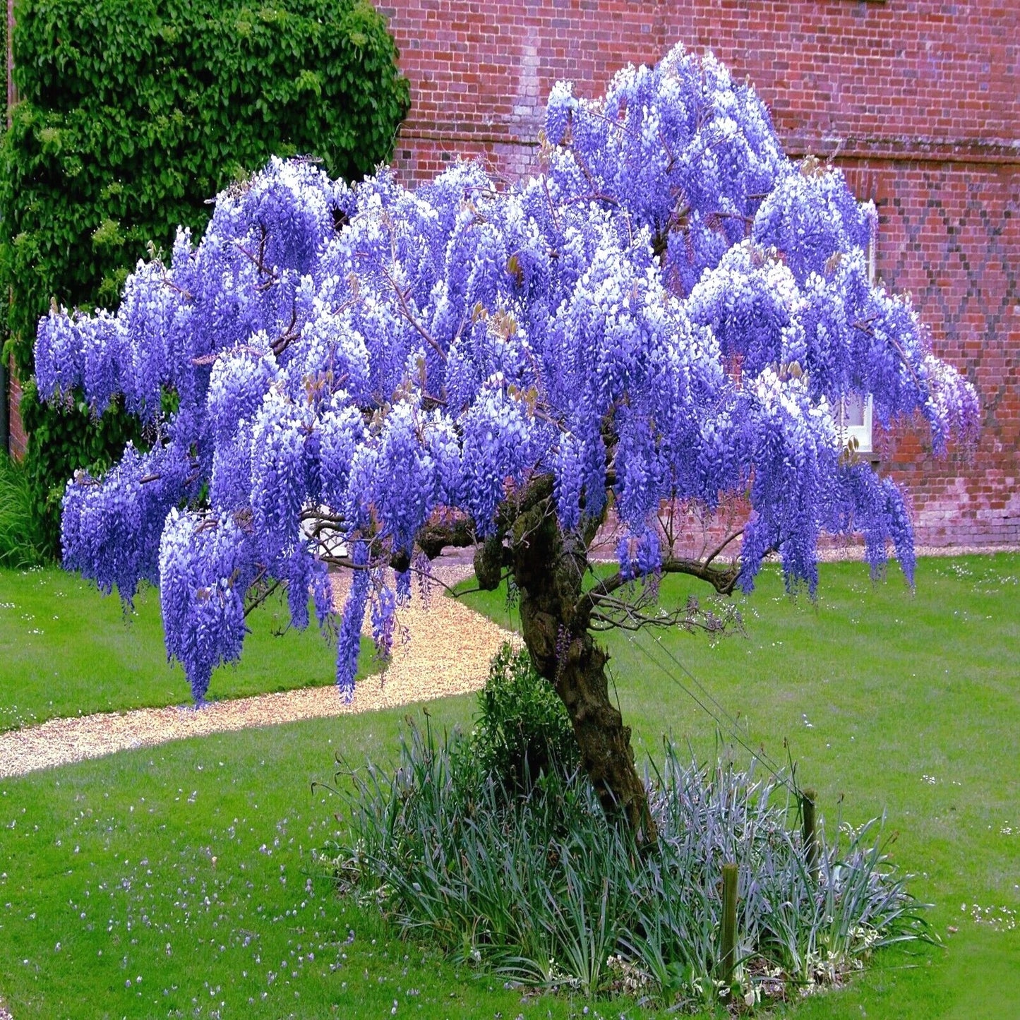 Purple wisteria tree in a garden with a brick wall in the background