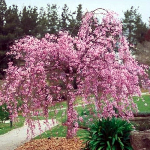 Japanese Weeping Sakura Cherry blossom tree with pink flowers in landscape setting with mulch and green grass.