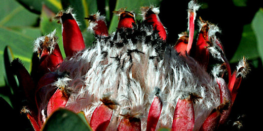 Close-up of a queen protea flower with red petals and white center.