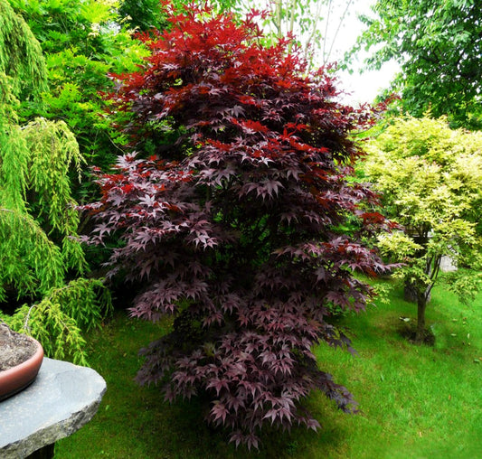 How to Grow Bloodgood Japanese Maple Seeds (Acer palmatum 'Bloodgood') – Complete Growing Guide