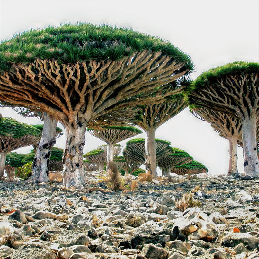 How to Grow Dragon's Blood Tree Seeds (Dracaena draco) – Complete Growing Guide