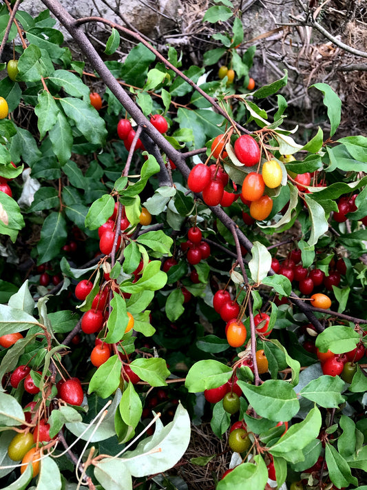 Goumi Berry Tree Seeds (Elaeagnus multiflora) ripe red berries on branch