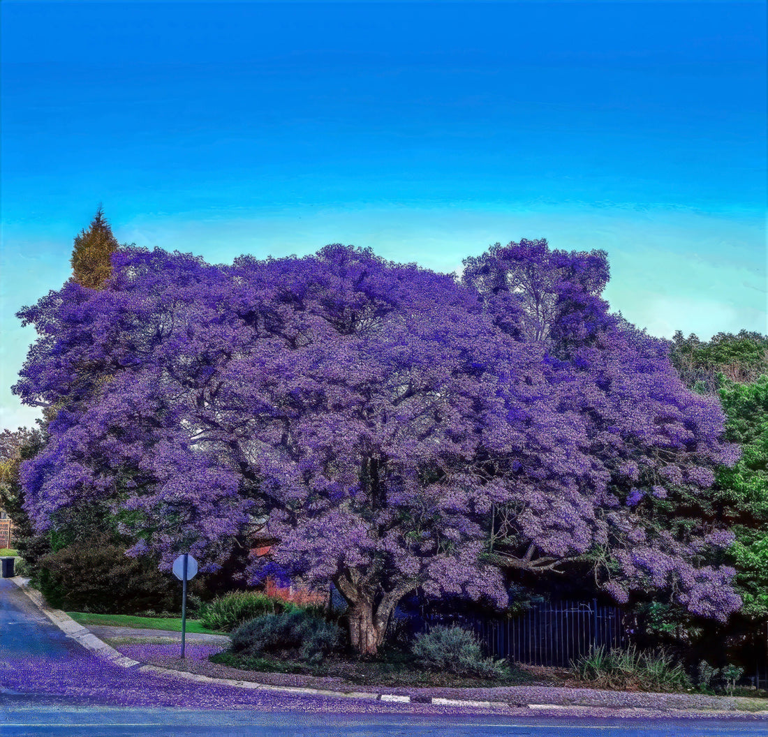 How to Grow Jacaranda Tree Seeds (Jacaranda mimosifolia) – Complete Growing Guide