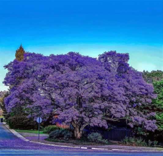 How to Grow Jacaranda Tree Seeds (Jacaranda mimosifolia) – Complete Growing Guide