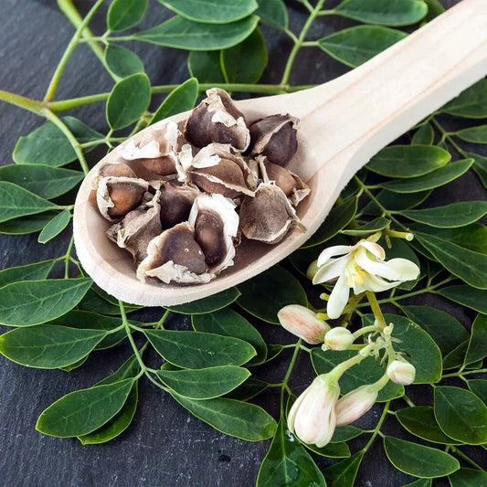 How to Grow Moringa Tree Seeds (Moringa oleifera) – Complete Growing Guide