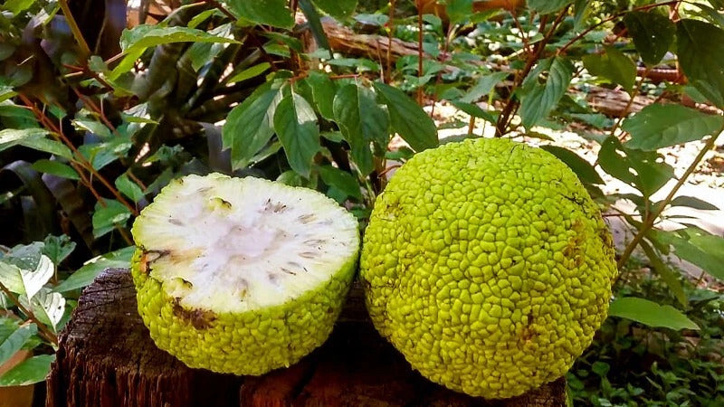 How to Grow Osage Orange Seeds (Maclura pomifera) – Complete Growing Guide