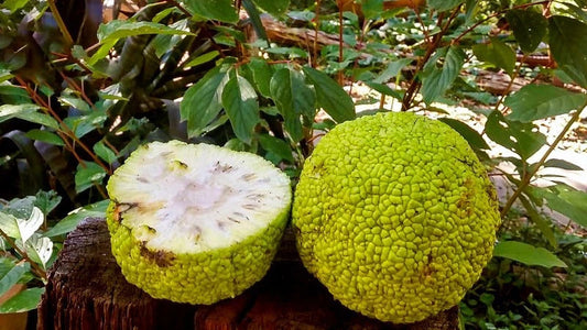 How to Grow Osage Orange Seeds (Maclura pomifera) – Complete Growing Guide