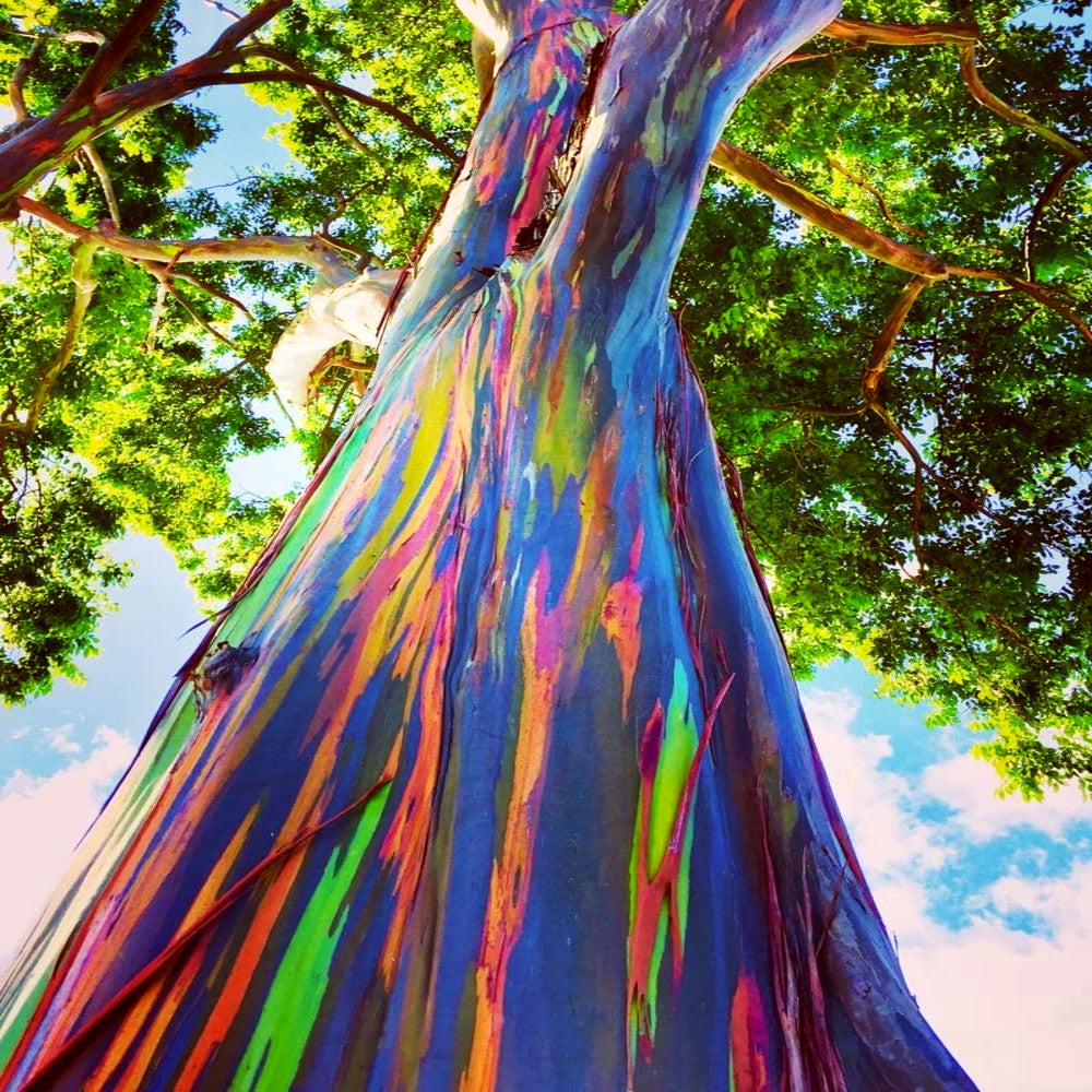 How to Grow Rainbow Eucalyptus Seeds (Eucalyptus deglupta) – Complete Growing Guide