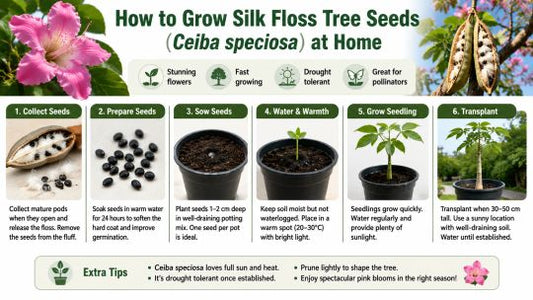 How to Grow Silk Floss Tree Seeds (Ceiba speciosa) at Home