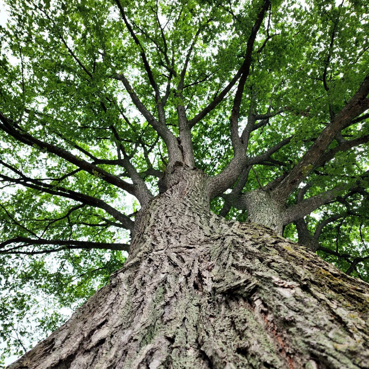 Close-up of a large American White elm tree with a thick trunk and sprawling branches. (Ulmus americana)