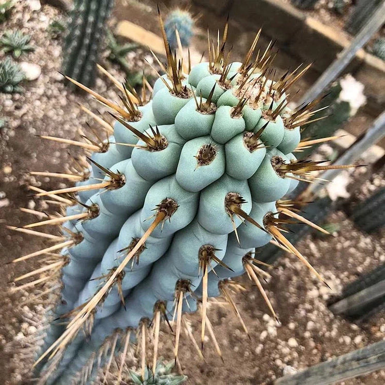Cacti Seeds