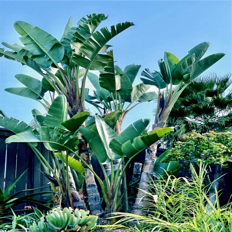 Tropical Giant White Bird of Paradise plants with large green leaves against a clear blue sky. (Strelitzia nicolai)