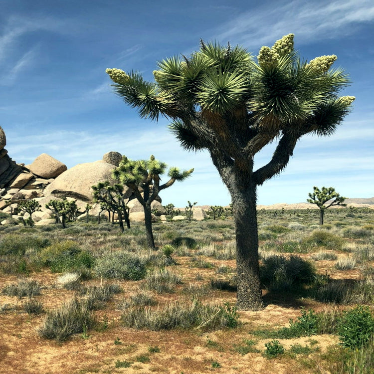 Desert Plant Seeds
