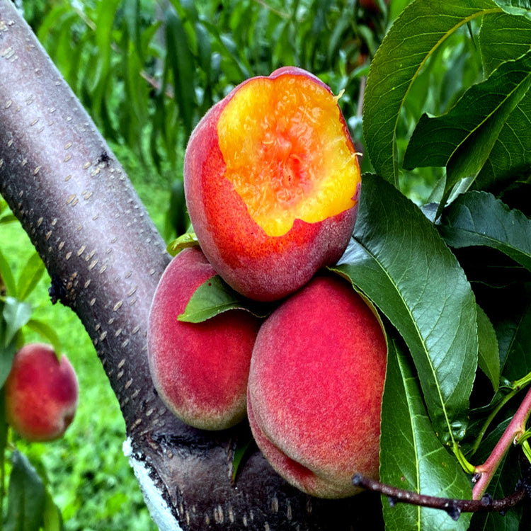 Fruit Seeds