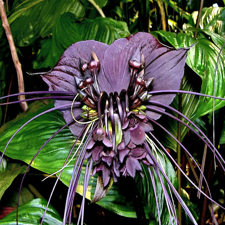 Tropical Flower Seeds