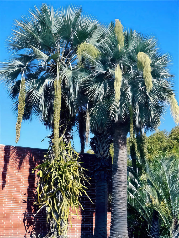 Palm Tree Seeds