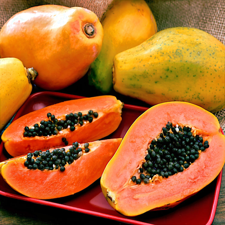 Dwarf Hawaiian Solo Sunrise Papayas on a red plate with one cut open to reveal seeds. Carica papaya