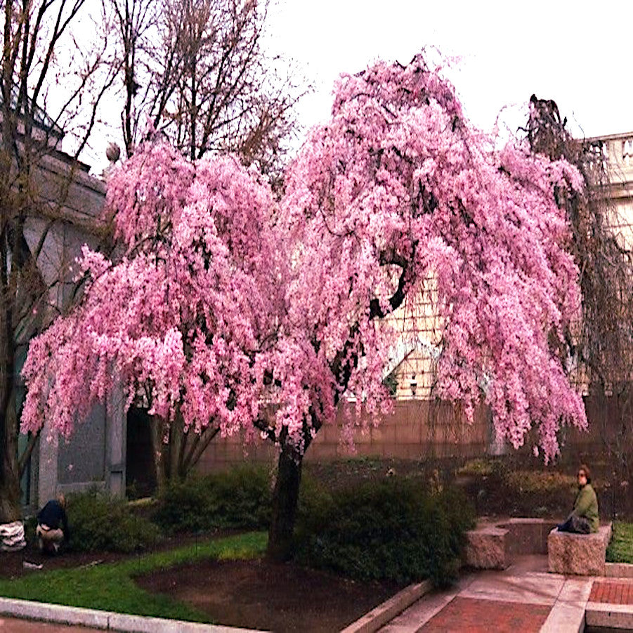 Japanese Weeping Sakura Cherry blossom tree with pink flowers in landscape setting. 
