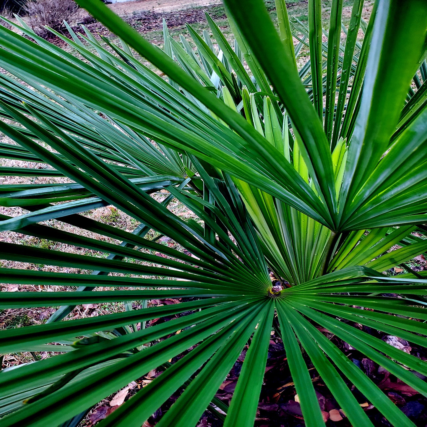 Close-up of a chinese windmill palm plant with a blurred natural background