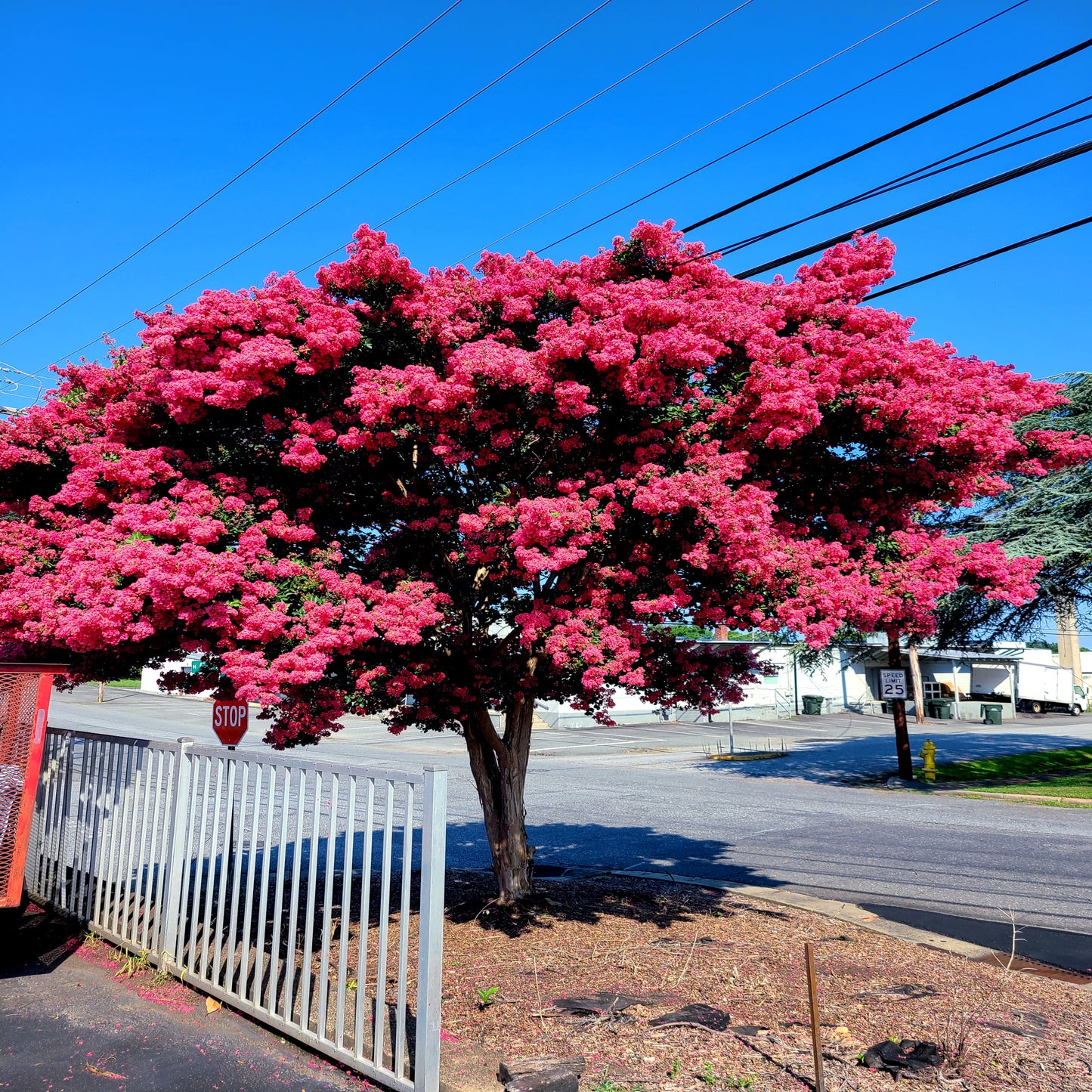 Crape myrtle tree with pink flower blossoms in landscape beside of road.