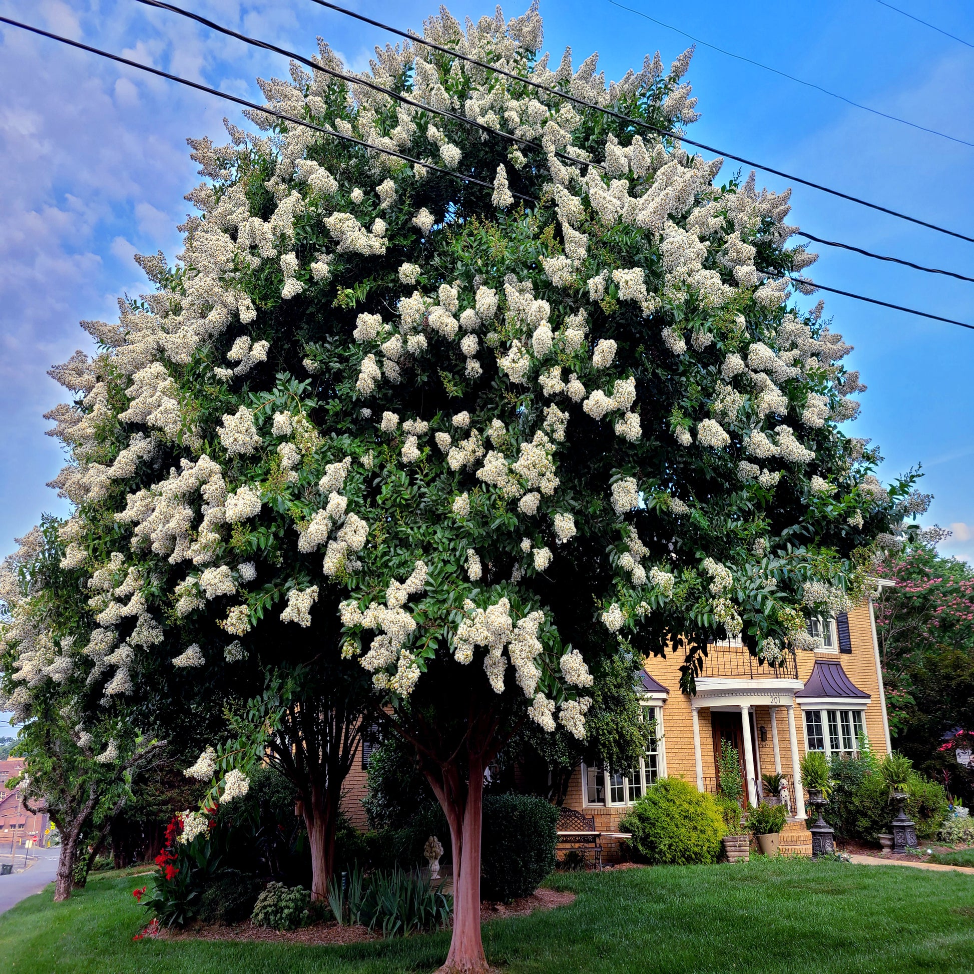 Large Japanese White Lilica tree with white flowers in front of a house with a blue sky background