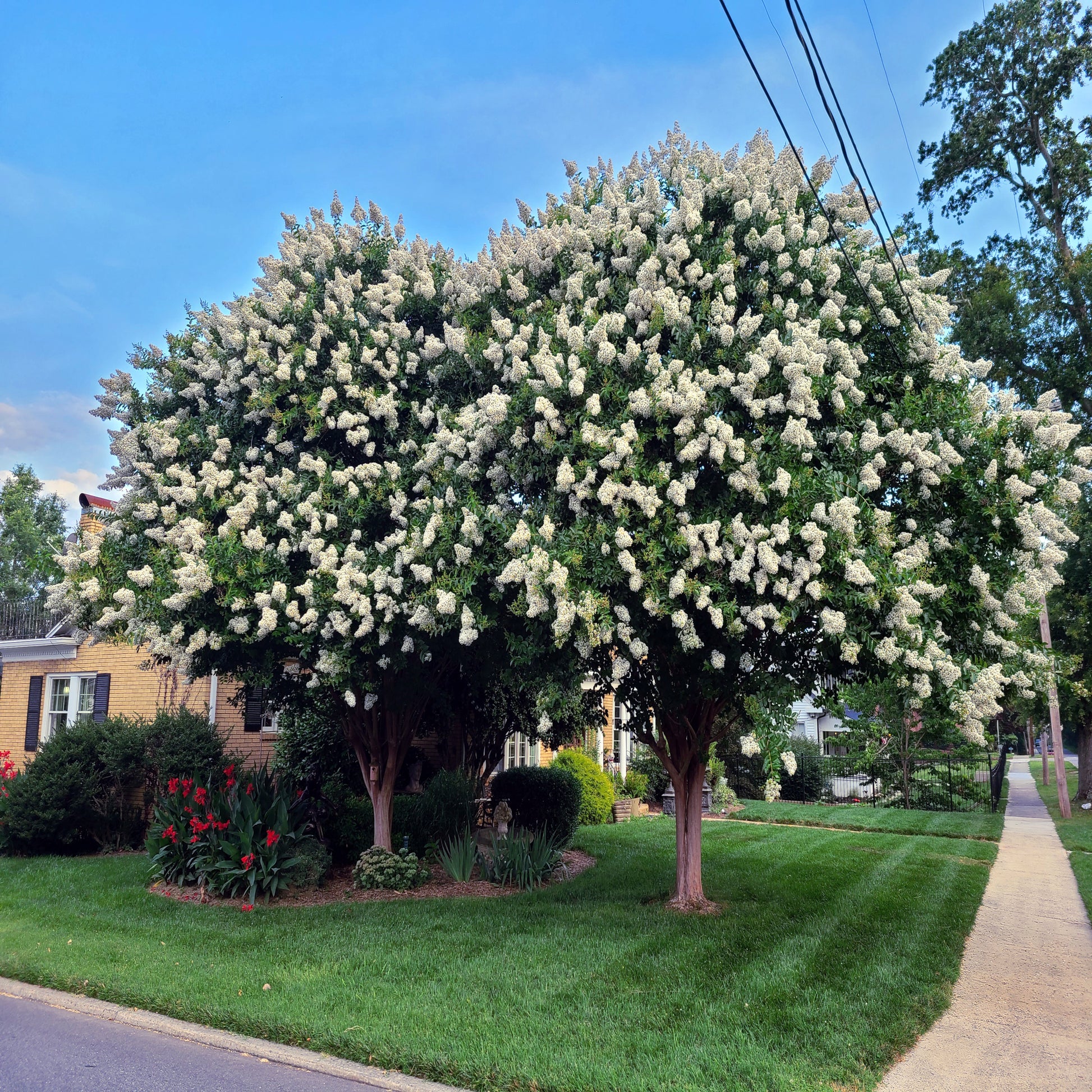 Large Japanese White Lilac tree with white flowers in a suburban neighborhood. (Syringa reticulata)