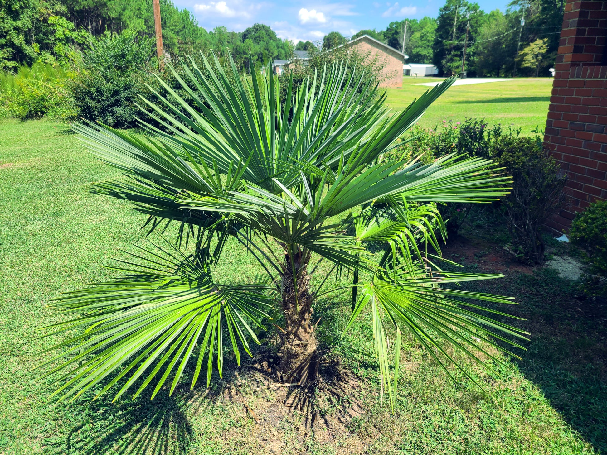 Chinese windmill fan Palm tree in a garden with grass and a house in the background