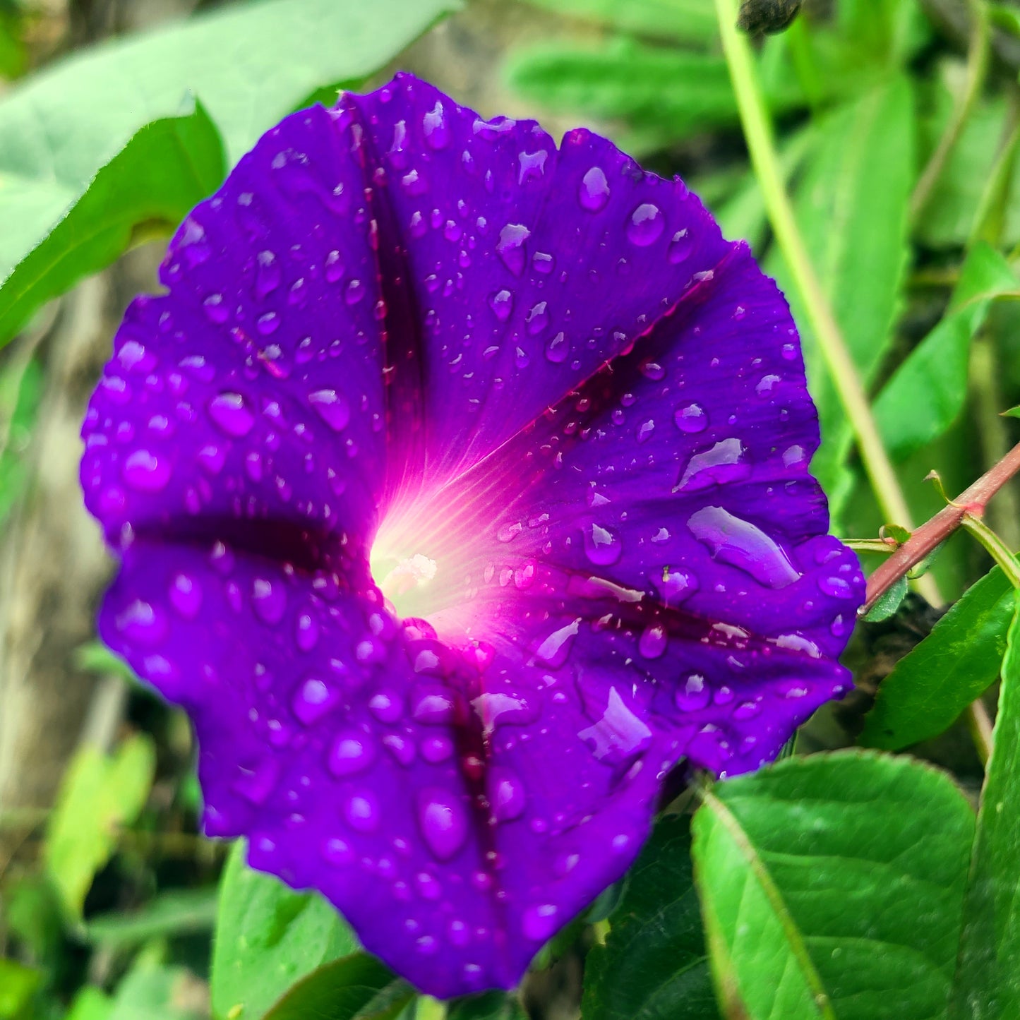 Purple Morning glory flower with water droplets on green leaves. ‘Grandpa Ott’ (Ipomoea purpurea)