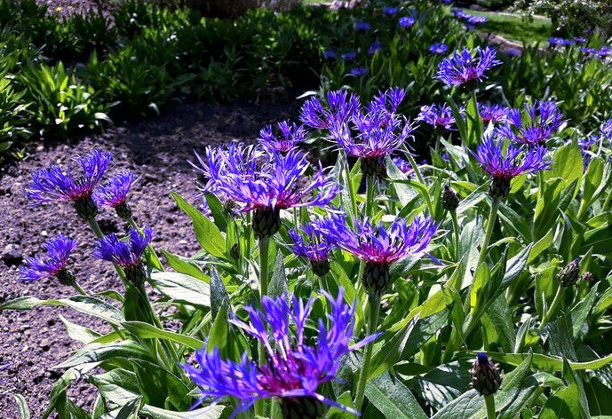 Mountain blue cornflowers in a garden setting with green leaves and soil.