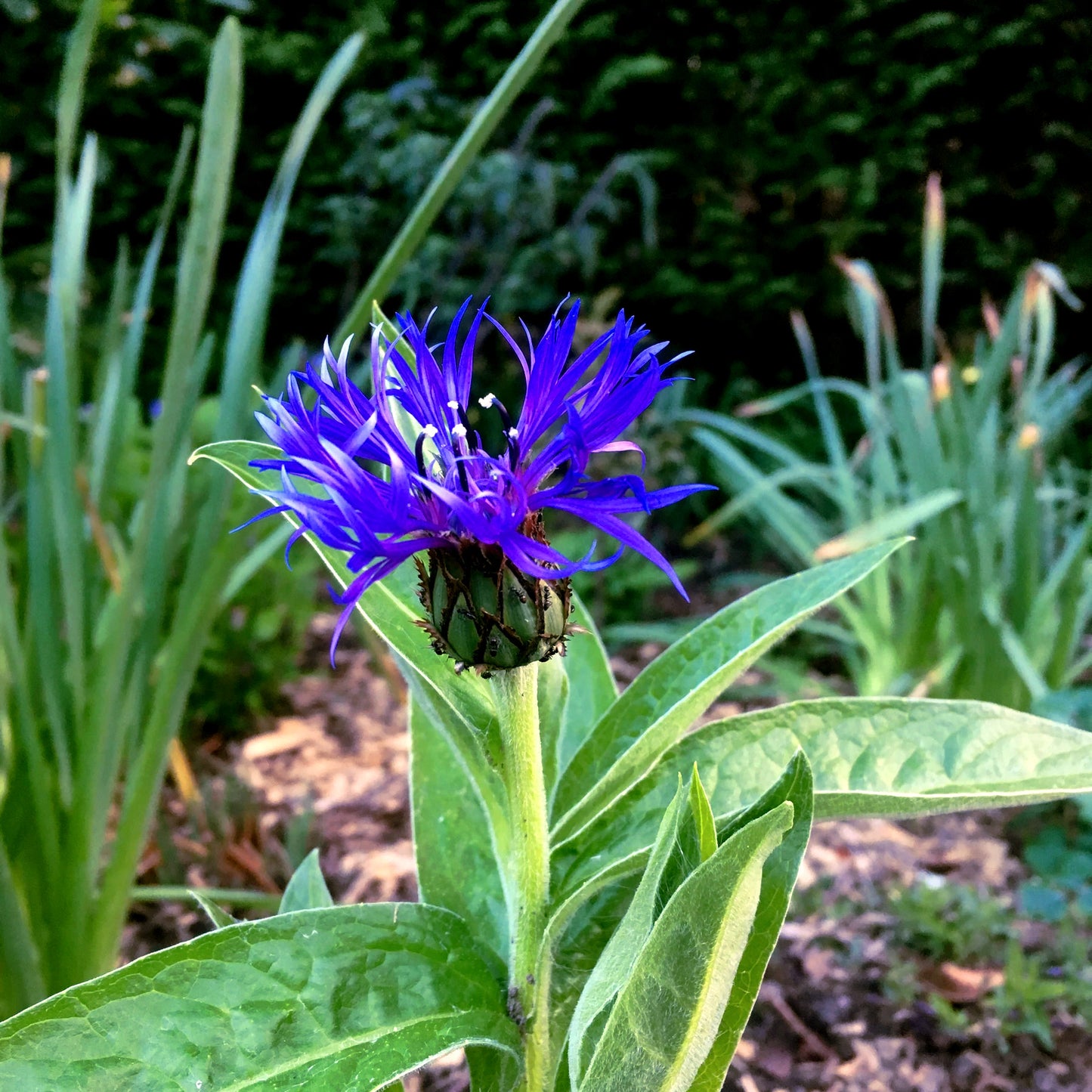 Mountain Blue Cornflower flower with green leaves in a natural setting. (Centaurea montana)
