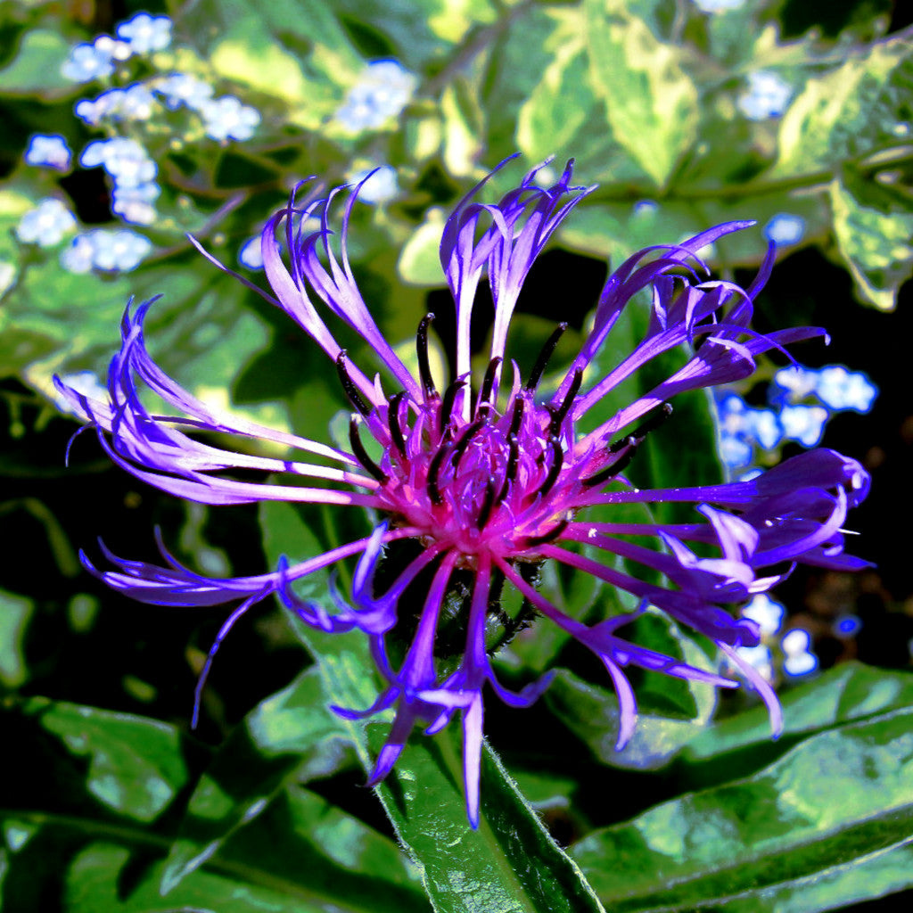 Purple and blue mountain cornflower with green leaves in the background