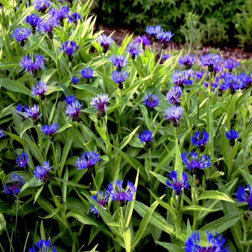 Field of Mountain blue cornflowers with green leaves