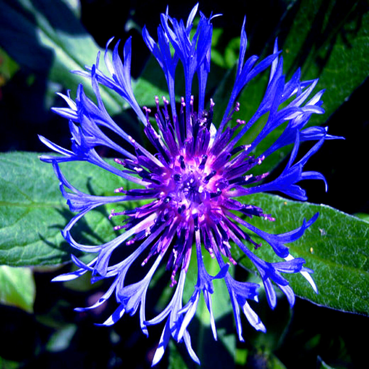 Close-up of a vibrant blue and purple Mountain blue cornflower with green leaves. (Centaurea montana)

