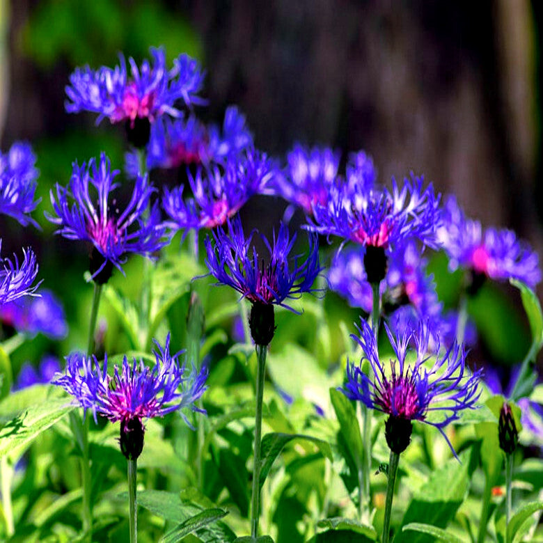Mountain Blue Cornflowers with green leaves in a natural setting. (Centaurea montana)

