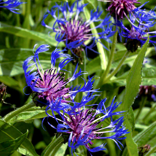 Close-up of Mountain Blue Cornflowers with green leaves. (Centaurea montana)
