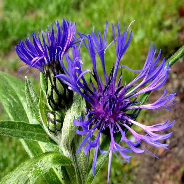 Close-up of a mountain blue cornflower flower with green leaves on a blurred natural background