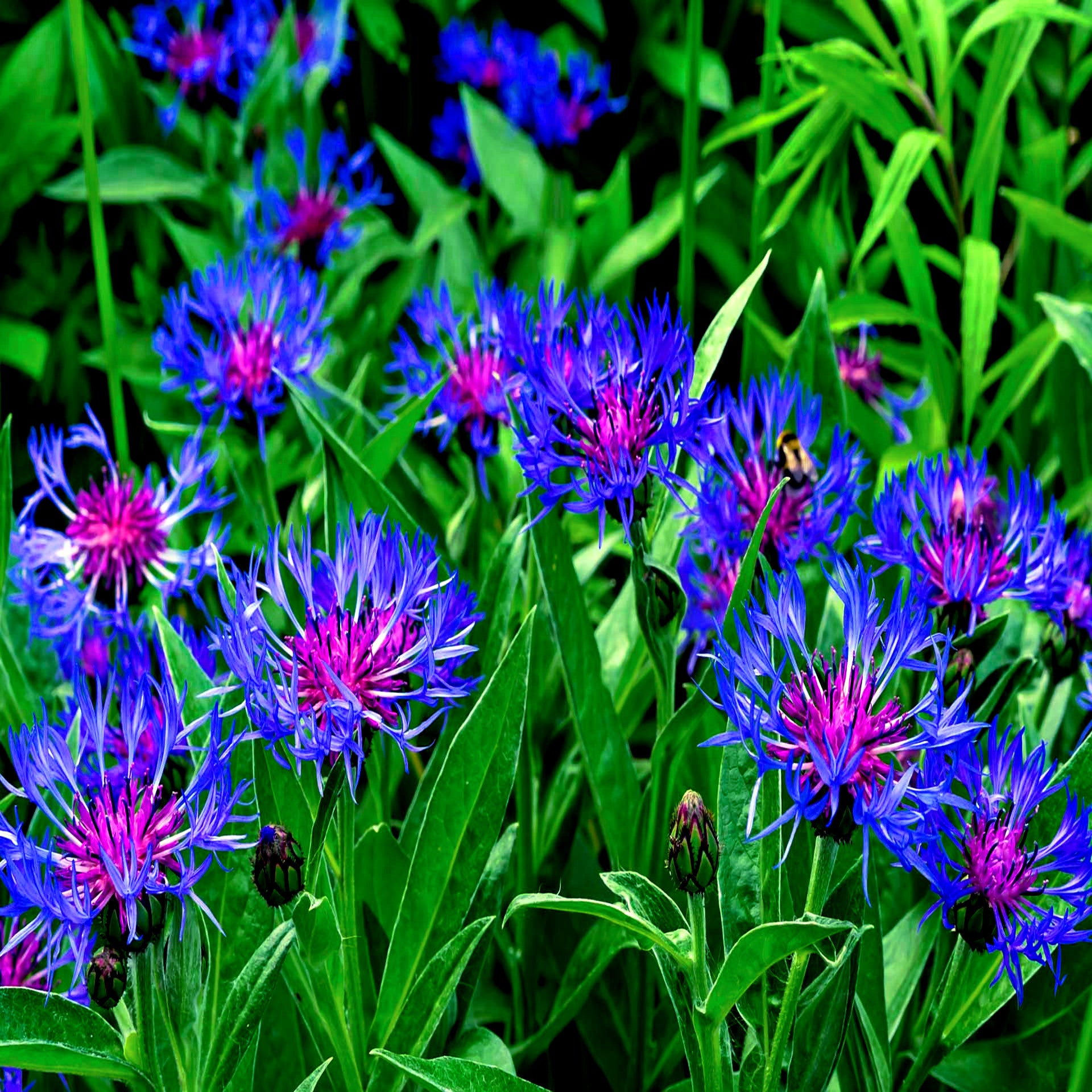 Close-up of blue and pink Mountain Blue Cornflowers with green leaves. (Centaurea montana)
