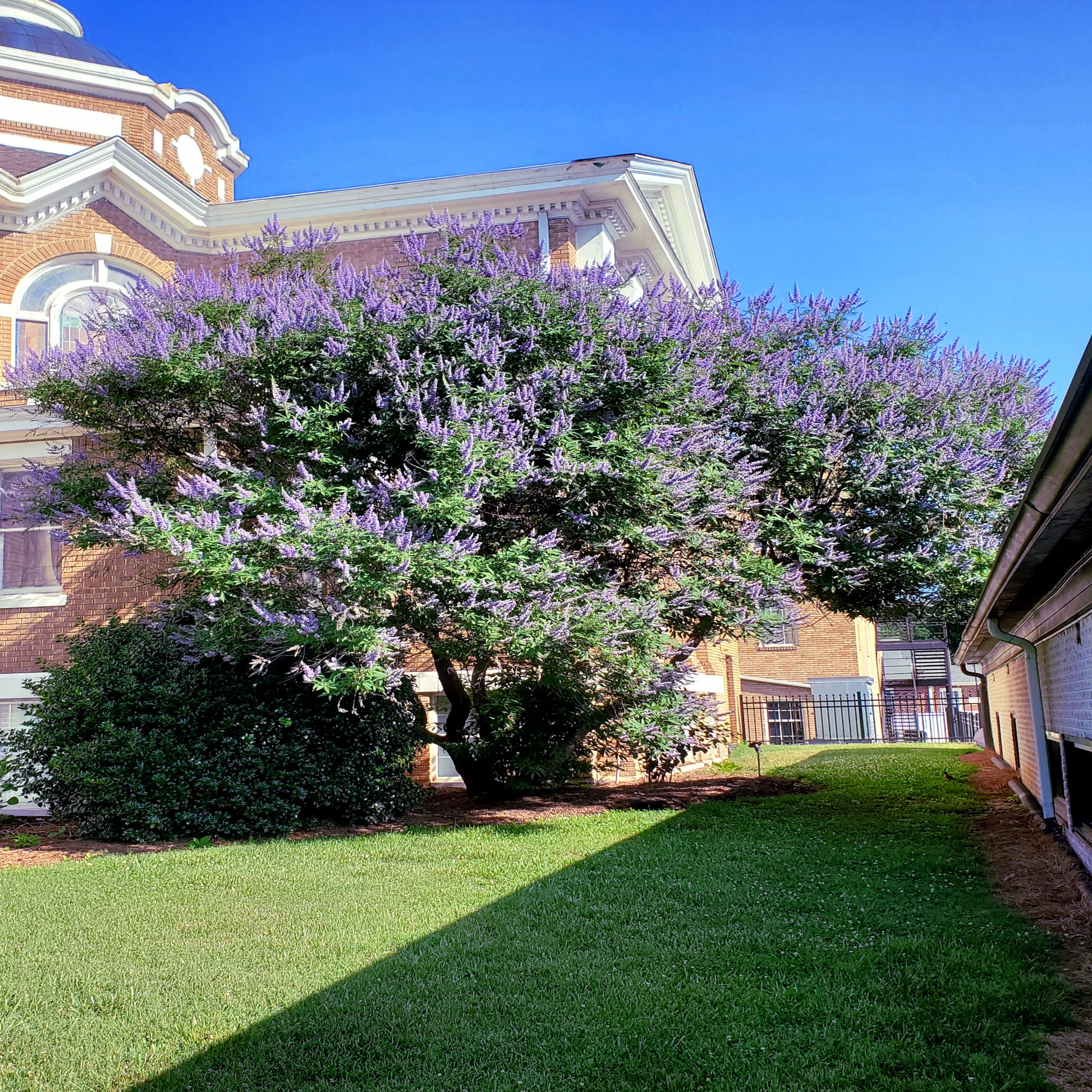 Chaste tree blooming purple lilac flowers in building edge landscape. (Vitex agnus-castus)