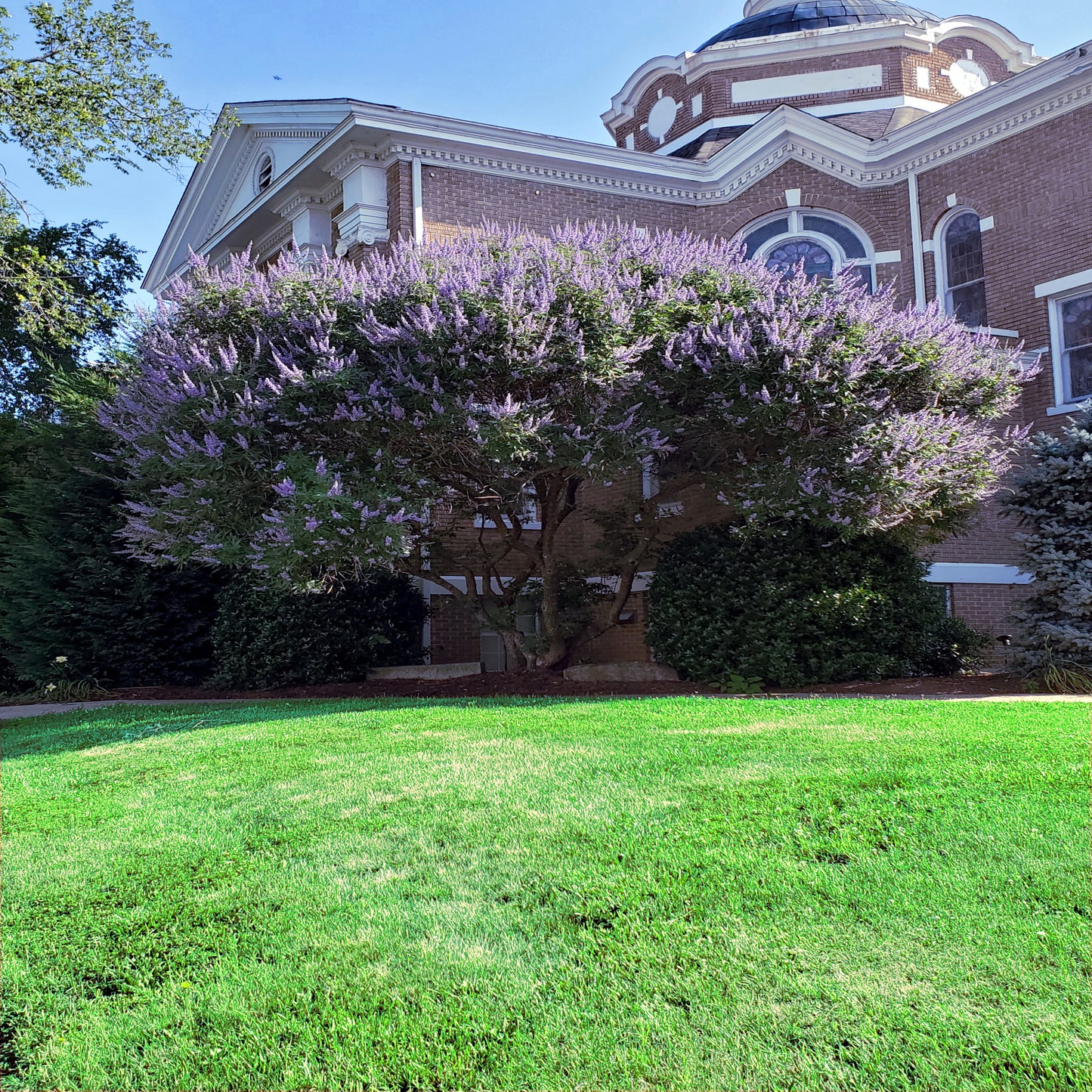 Purple flowers blooming on large Chaste tree with green grass in front of building landscape. (Vitex agnus-castus)