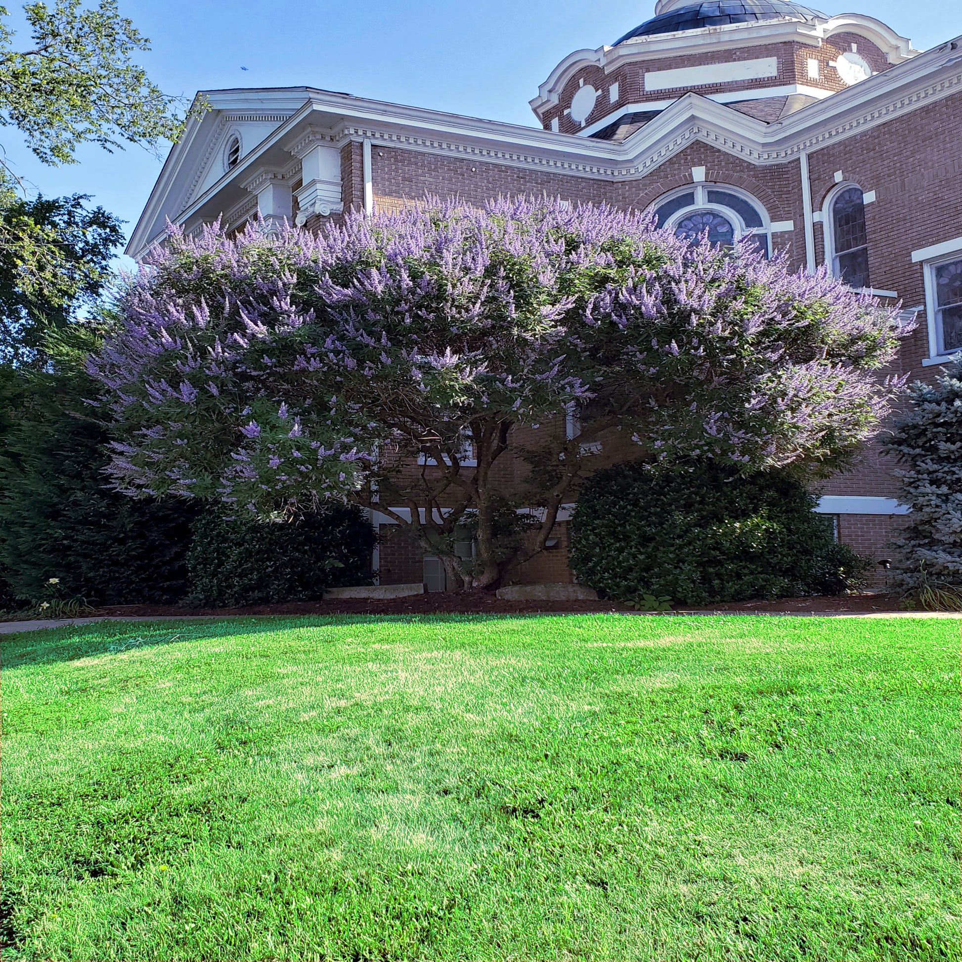 Purple flowers blooming on large Chaste tree with green grass in front of building landscape. (Vitex agnus-castus)