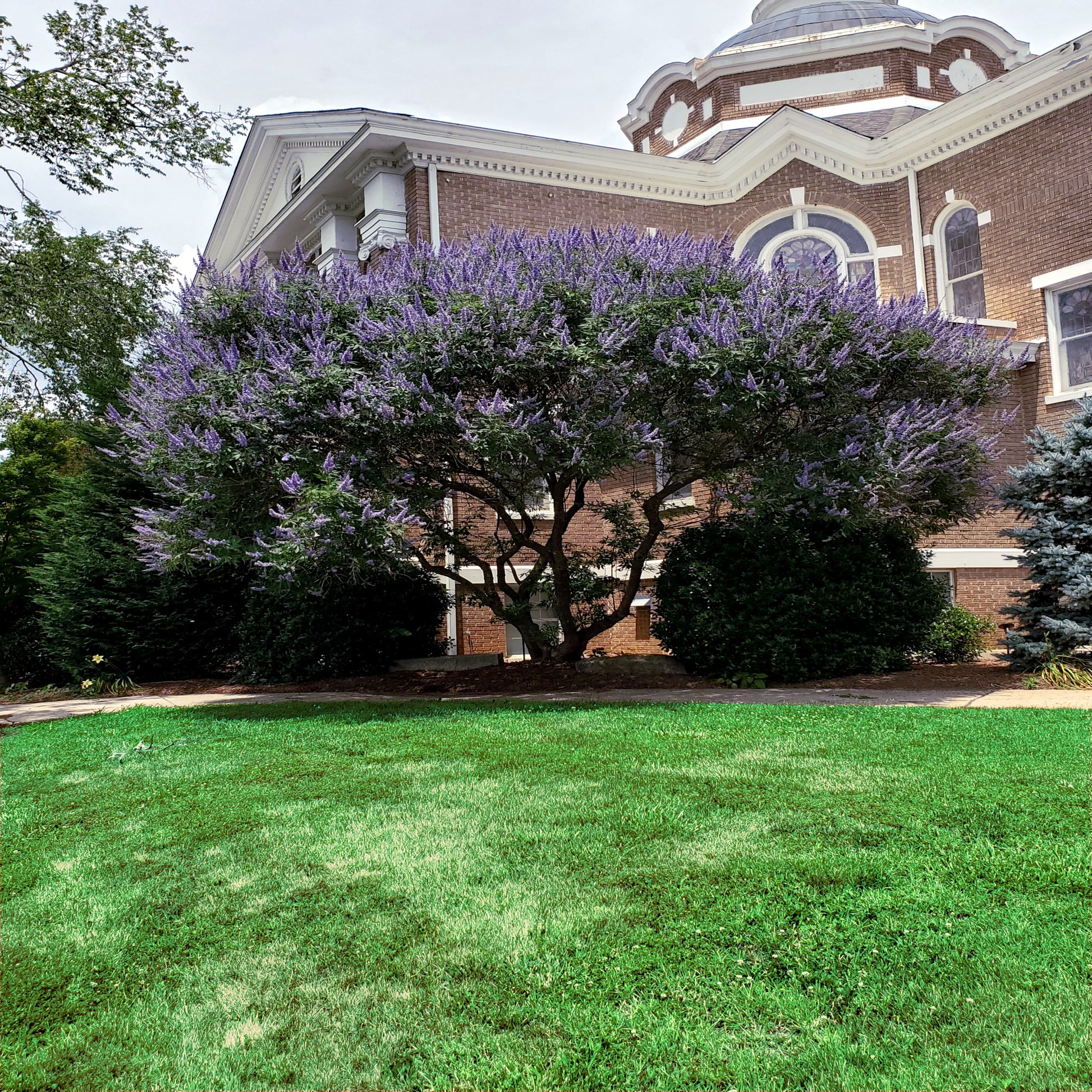 Chase tree blooming purple lilac flowers with green grass landscape. (Vitex agnus-castus)