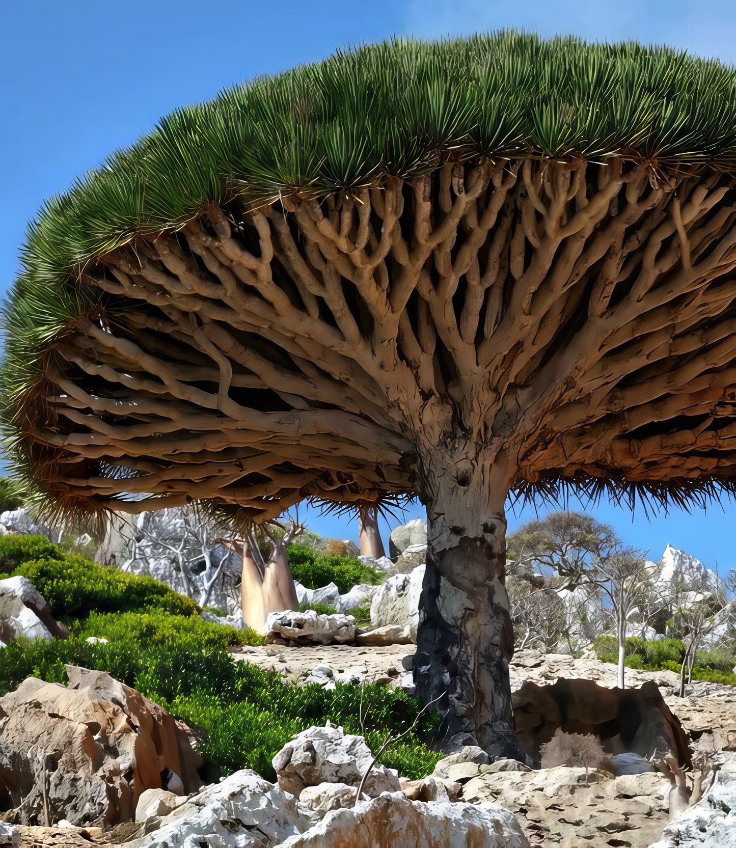 (Dracaena draco) tree with unique branching structure in a rocky landscape.